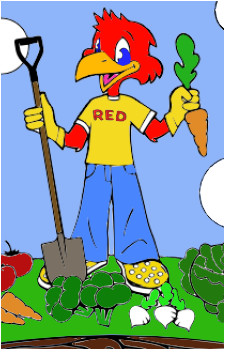 Red {RR}