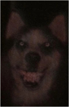 Smile Dog's image