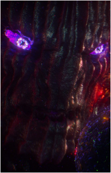 Dormammu
