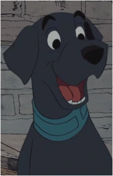 Labrador's image