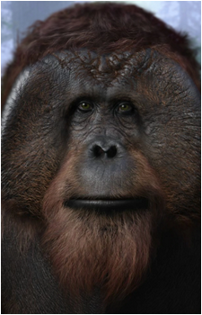 Maurice's image