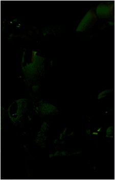 Image 70 of Springtrap