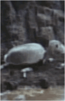 Mystery Bones of Infant Island