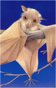 Stellaluna