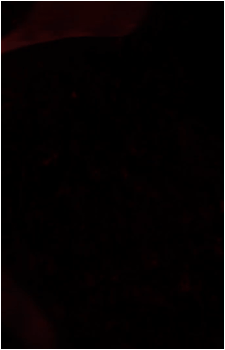 Image 24