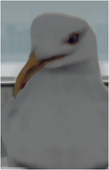 Seagull {SB}'s image