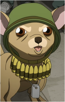 Army Chihuahua's image