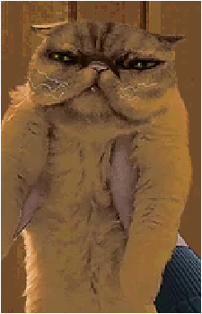 Cat {NINAH}