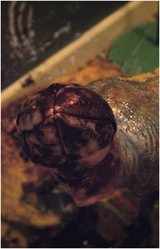 Image 3 of Dart