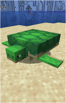 Turtle's image