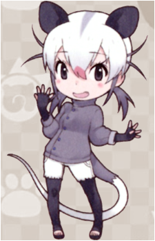 Virginia Opossum