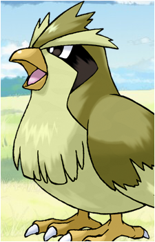 Pidgey