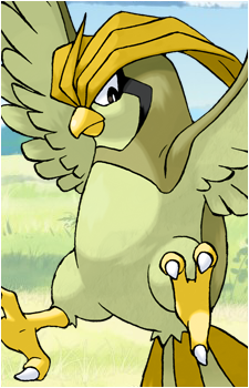 Pidgey