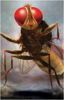 Nani {Eega}