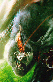 Nargacuga from Monster Hunter Freedom Unite