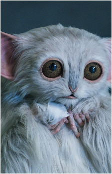 Beep the Meep