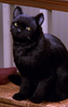 Salem Saberhagen